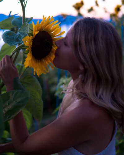 sunflower